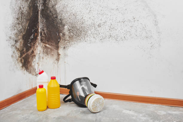Best Affordable Mold Removal  in Luxemburg, WI