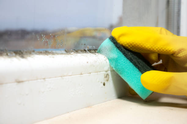 Best Commercial Mold Removal  in Luxemburg, WI