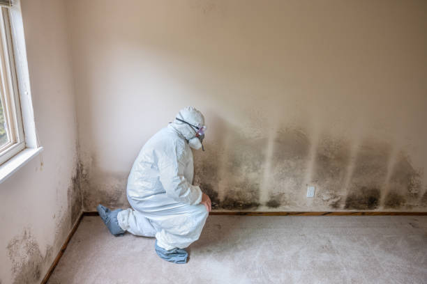 Best Professional Mold Removal  in Luxemburg, WI