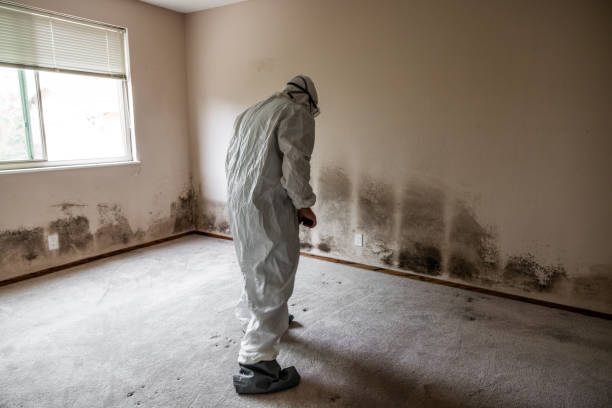 Best Home Mold Removal  in Luxemburg, WI