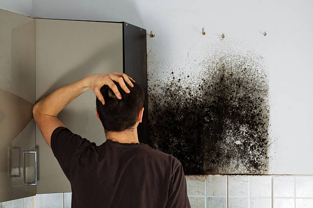 Best Mold Damage Repair  in Luxemburg, WI