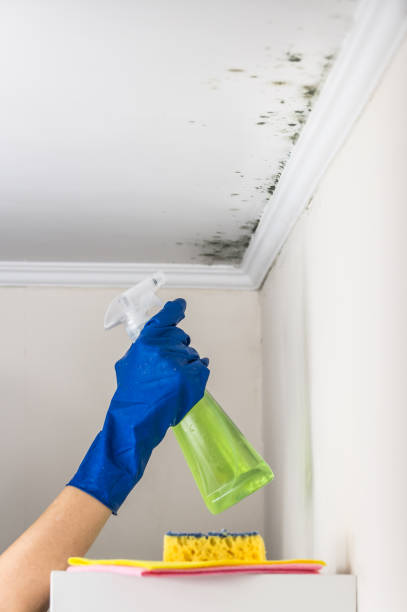 Mold Removal and Inspection in Luxemburg, WI