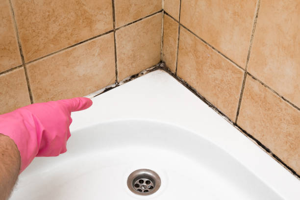 Best Local Mold Removal Service  in Luxemburg, WI